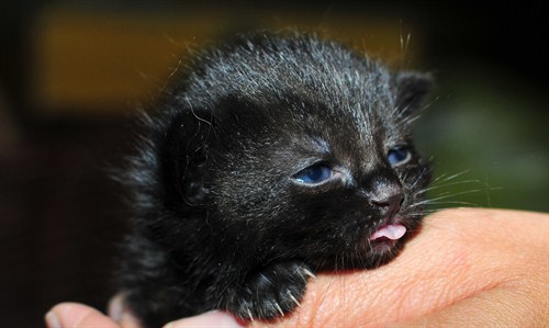 Newborn -cat -tongue Newborn -cat -tongue